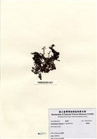 藏品(網胰藻)的圖片